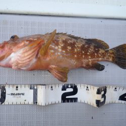 Aquanaut(アクアノート) 釣果