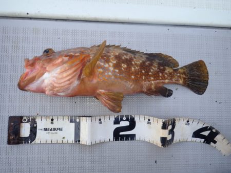 Aquanaut(アクアノート) 釣果