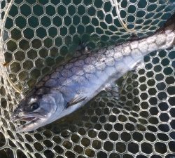 朝霞ガーデン 釣果