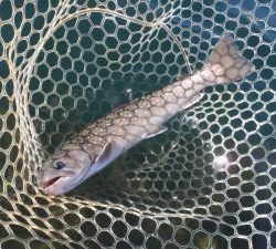 朝霞ガーデン 釣果