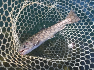 朝霞ガーデン 釣果