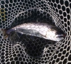 朝霞ガーデン 釣果