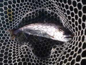 朝霞ガーデン 釣果