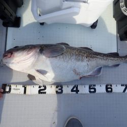 Aquanaut（アクアノート） 釣果