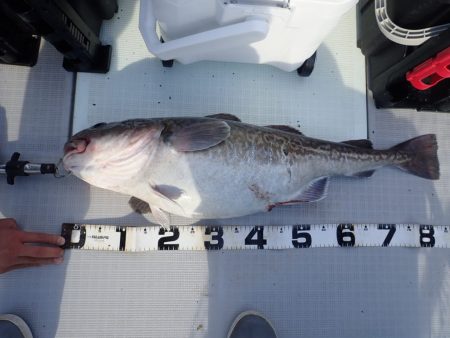 Aquanaut（アクアノート） 釣果