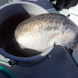 Aquanaut（アクアノート） 釣果