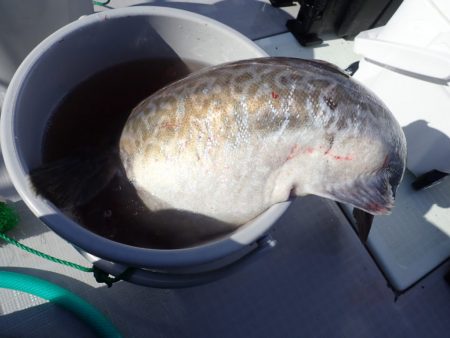 Aquanaut（アクアノート） 釣果