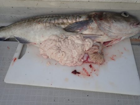 Aquanaut(アクアノート) 釣果