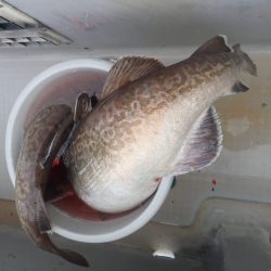 Aquanaut(アクアノート) 釣果