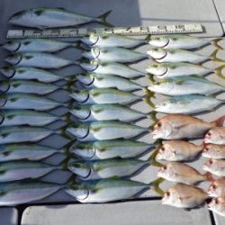 磯部釣船 直栄丸 釣果