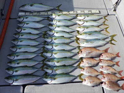 磯部釣船 直栄丸 釣果