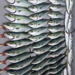 磯部釣船 直栄丸 釣果