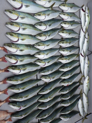 磯部釣船 直栄丸 釣果