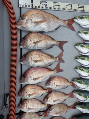 磯部釣船 直栄丸 釣果