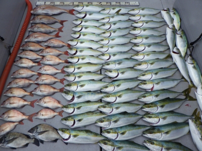 磯部釣船 直栄丸 釣果