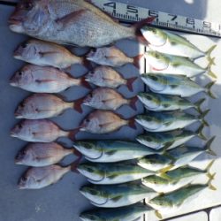 磯部釣船 直栄丸 釣果