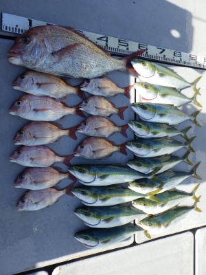 磯部釣船 直栄丸 釣果