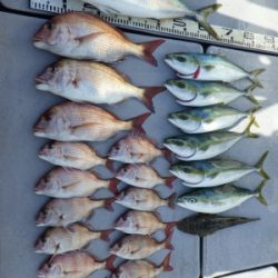 磯部釣船 直栄丸 釣果