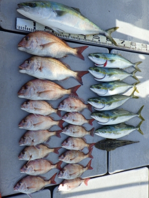 磯部釣船 直栄丸 釣果