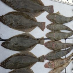 磯部釣船 直栄丸 釣果