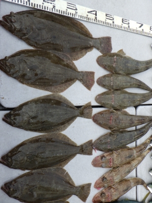 磯部釣船 直栄丸 釣果