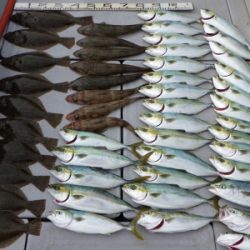 磯部釣船 直栄丸 釣果