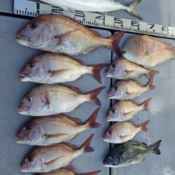 磯部釣船 直栄丸 釣果