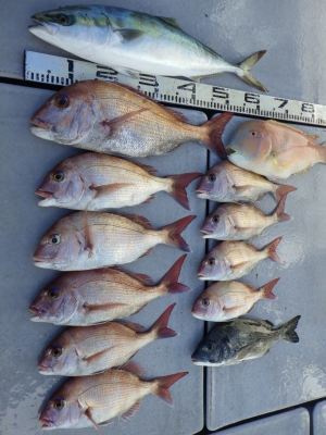 磯部釣船 直栄丸 釣果