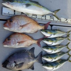 磯部釣船 直栄丸 釣果