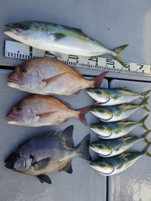 磯部釣船 直栄丸 釣果