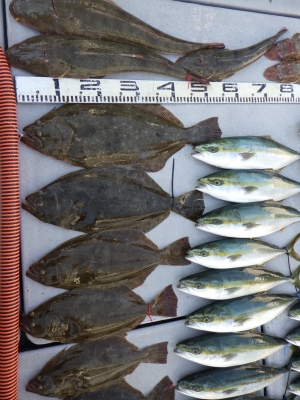 磯部釣船 直栄丸 釣果