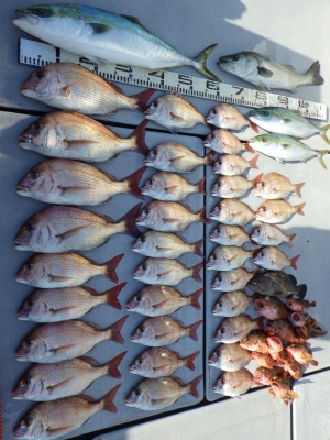 磯部釣船 直栄丸 釣果