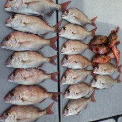 磯部釣船 直栄丸 釣果