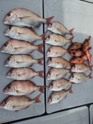 磯部釣船 直栄丸 釣果