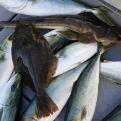 磯部釣船 直栄丸 釣果