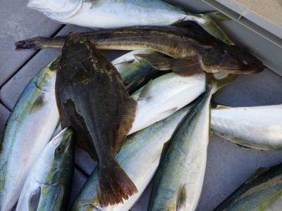 磯部釣船 直栄丸 釣果