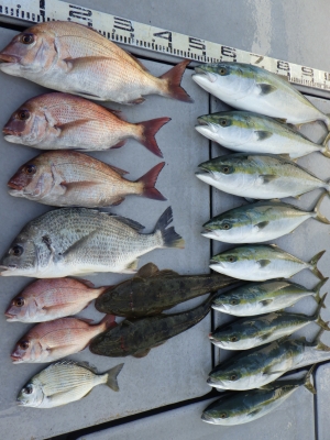 磯部釣船 直栄丸 釣果