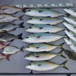 磯部釣船 直栄丸 釣果