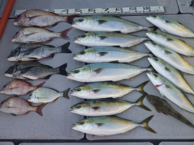 磯部釣船 直栄丸 釣果