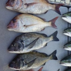 磯部釣船 直栄丸 釣果