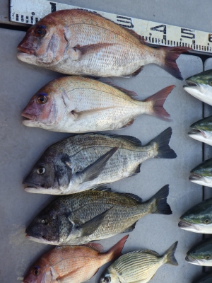 磯部釣船 直栄丸 釣果