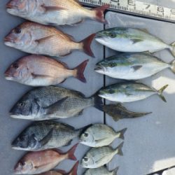 磯部釣船 直栄丸 釣果