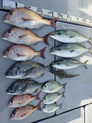 磯部釣船 直栄丸 釣果