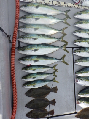 磯部釣船 直栄丸 釣果