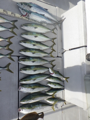 磯部釣船 直栄丸 釣果