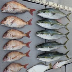 磯部釣船 直栄丸 釣果