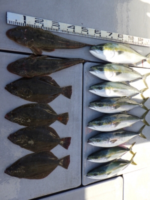 磯部釣船 直栄丸 釣果