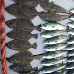 磯部釣船 直栄丸 釣果