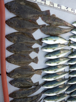 磯部釣船 直栄丸 釣果
