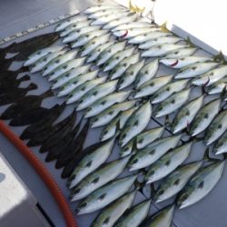 磯部釣船 直栄丸 釣果